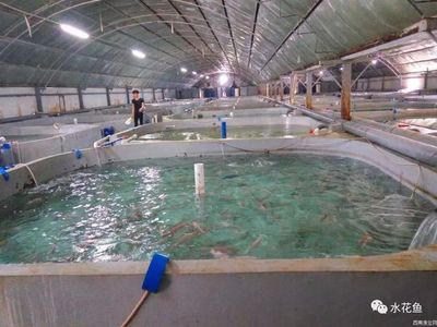 工厂化养鱼 美好蓝图下的现实挑战与节能技术推广之困