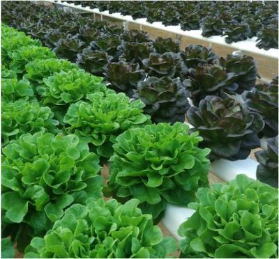 智能家居新篇章 微型植物工厂，让叶菜种植走进家庭